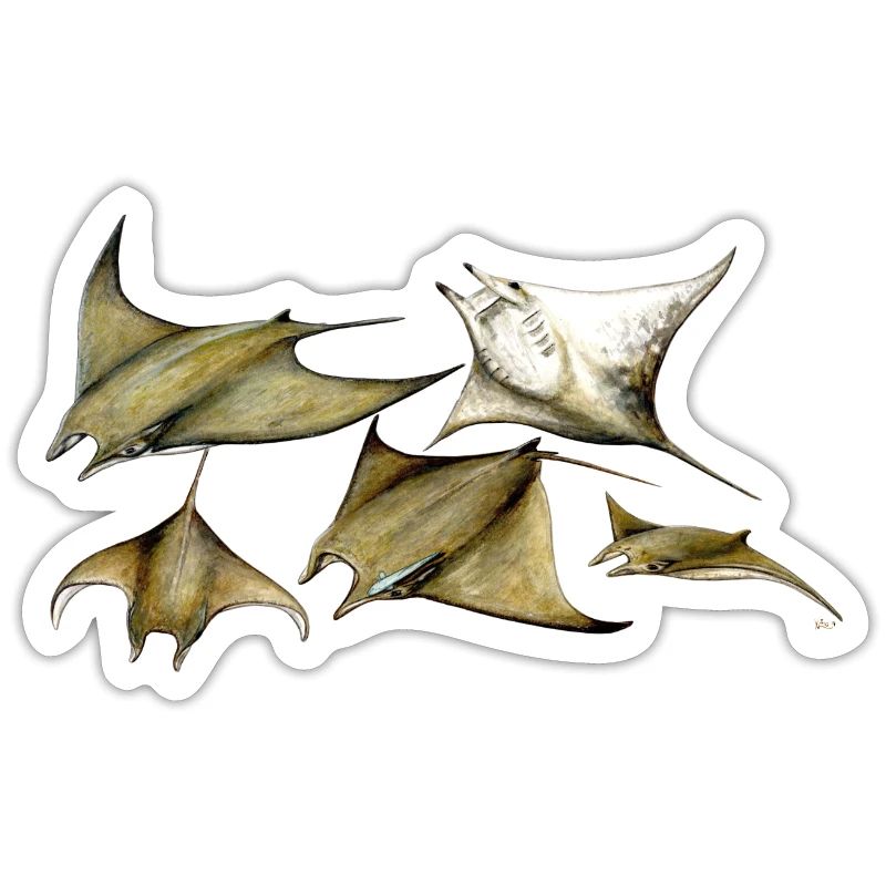 Tarapacana Mobula Stingray - Devil Fish - Raie