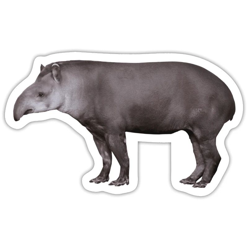 Der Tapir, Schwein oder Elefant?