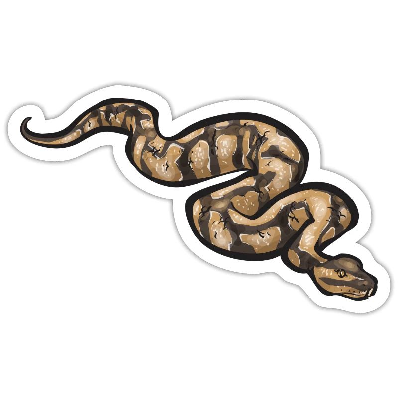 Ball Python Schlange Königspython