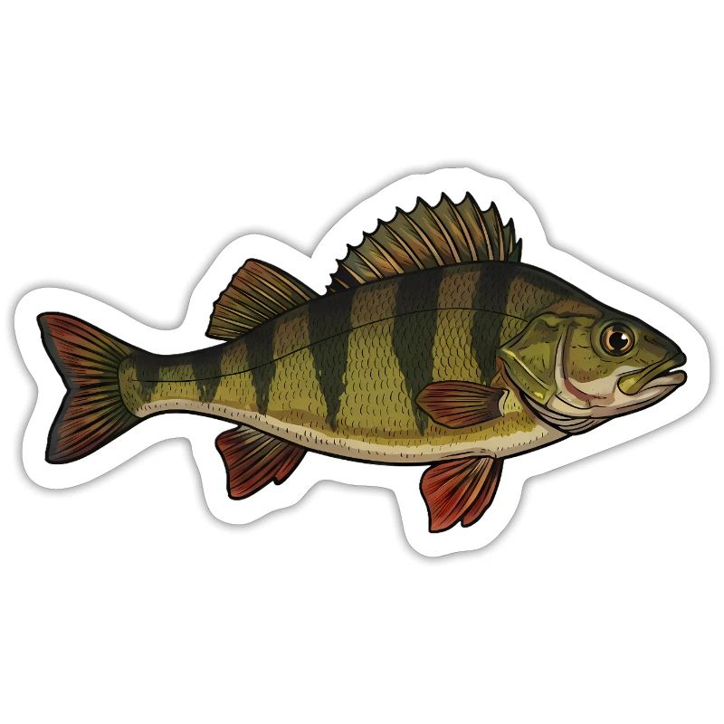 Realistic Perch Fish Vector