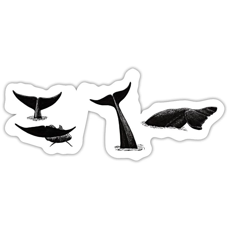 Queue de baleine - fluke de baleine - queues de baleines