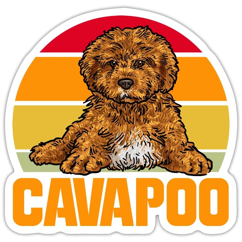 Cavapoo Cavoodle Capoodle Hund
