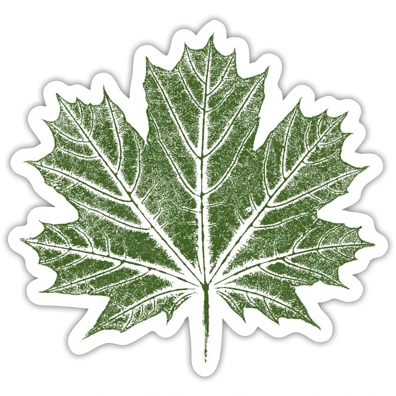 Maple Leaf / Leaf - BOTANICAL Maple