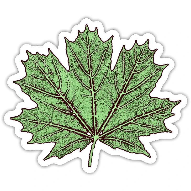 Maple leaf / leaf maple - Botany