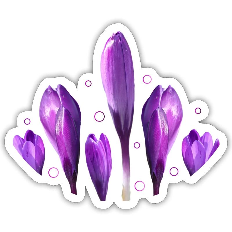 Crocuses Spring Spring Beginning