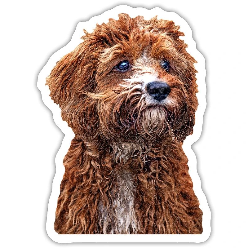 Cavapoo 2