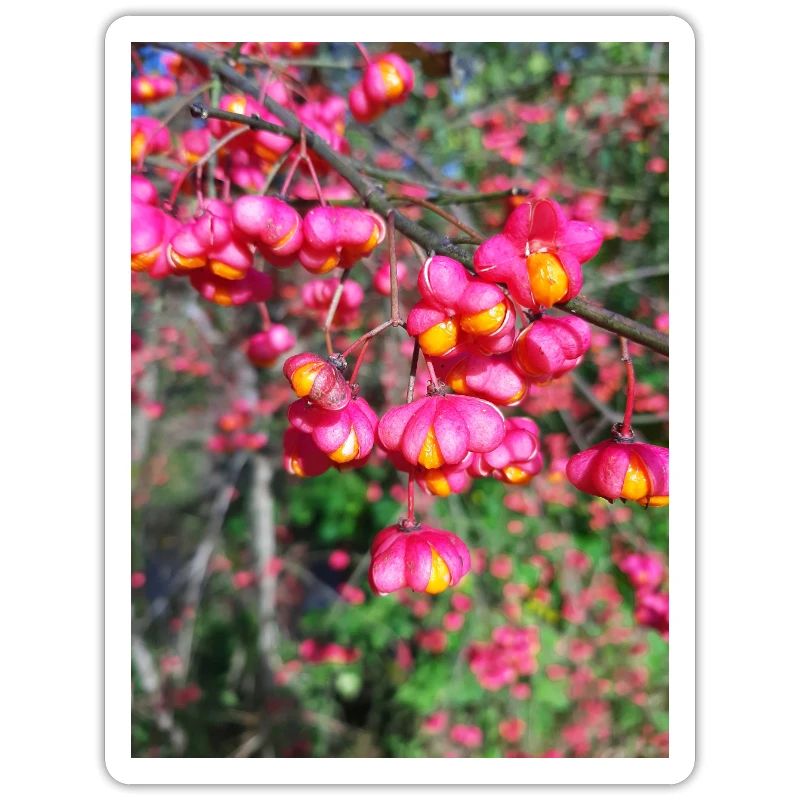Spindle tree