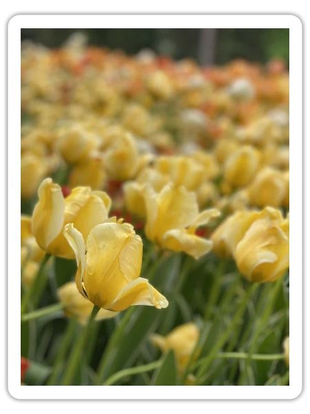 Tulipe Jaune mer - Sticker taille S (10 x 10 cm) - blanc mat - Devant