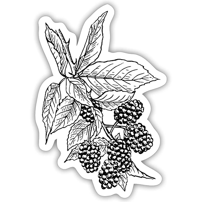 raspberry rasperry fruit veggie vegetables fruits2