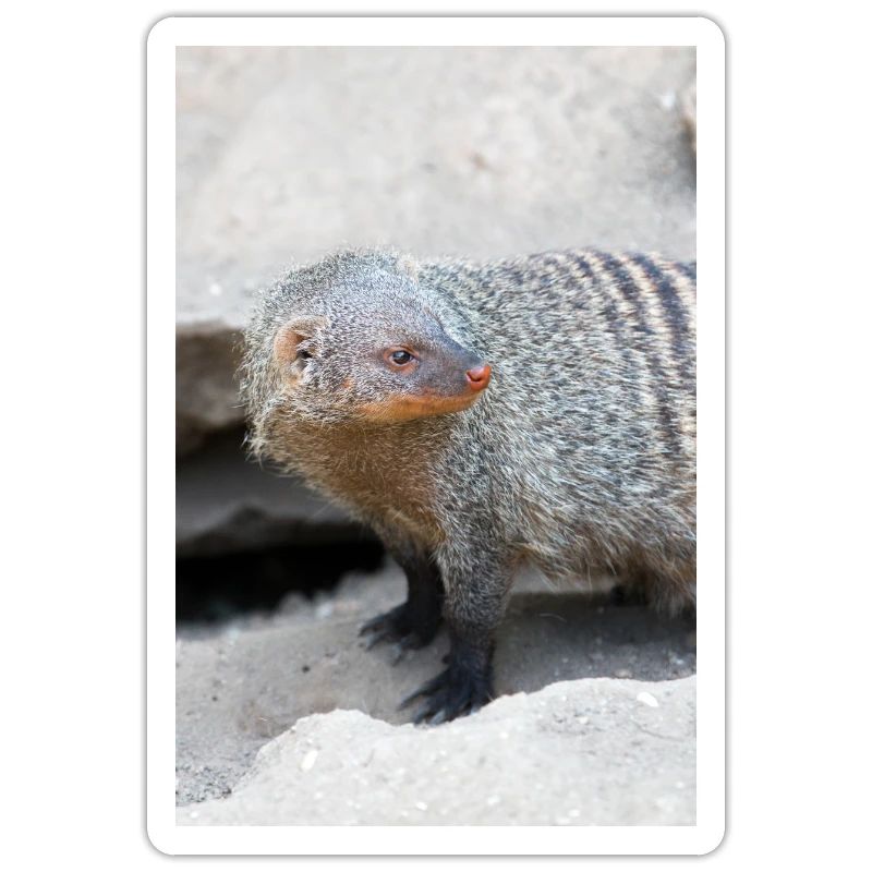 Gebänderte Manguste oder Zebramanguste