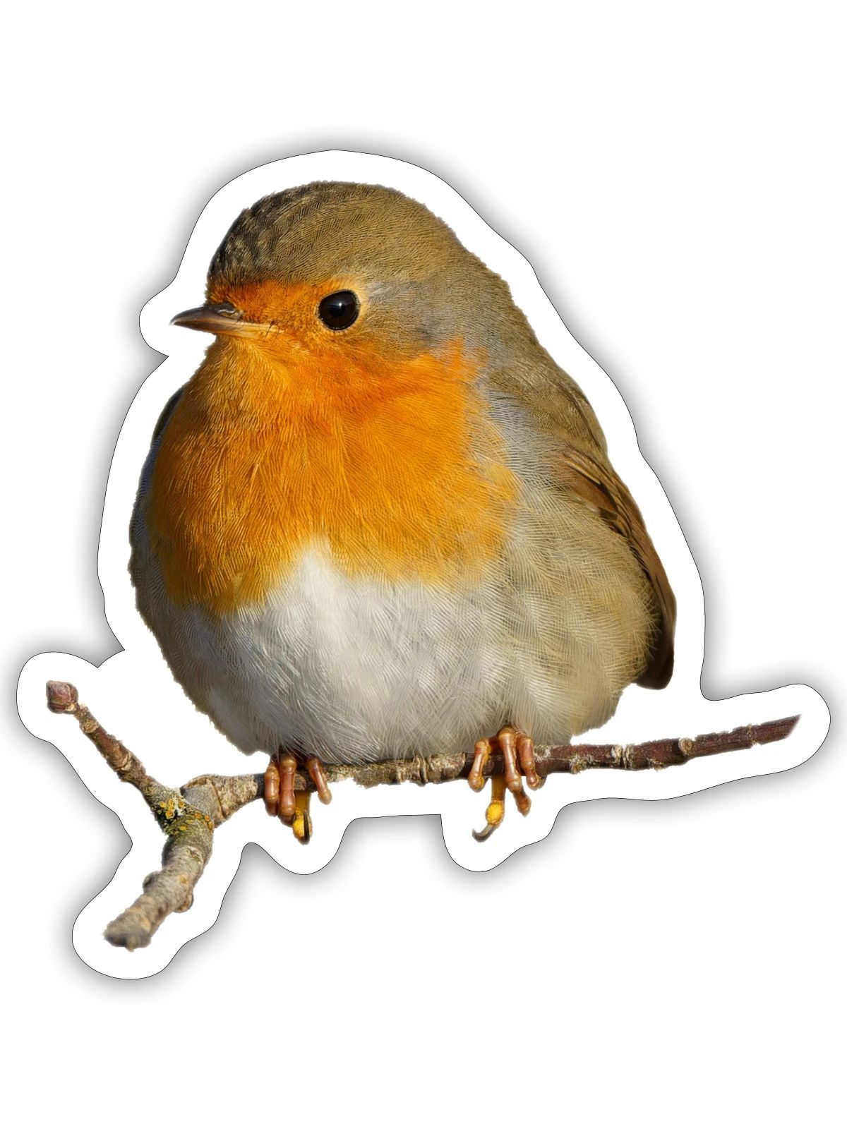 Rotkehlchen auf Ast sitzend - Sticker Größe S (10 x 10 cm) - Mattweiß - Vorne