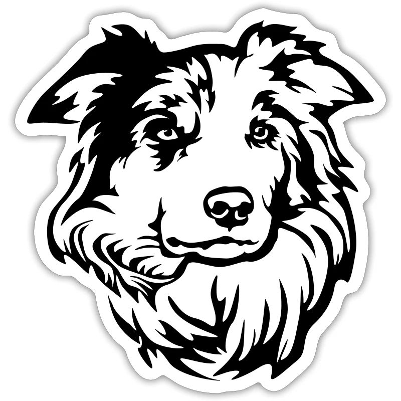 Border Collie Kopf