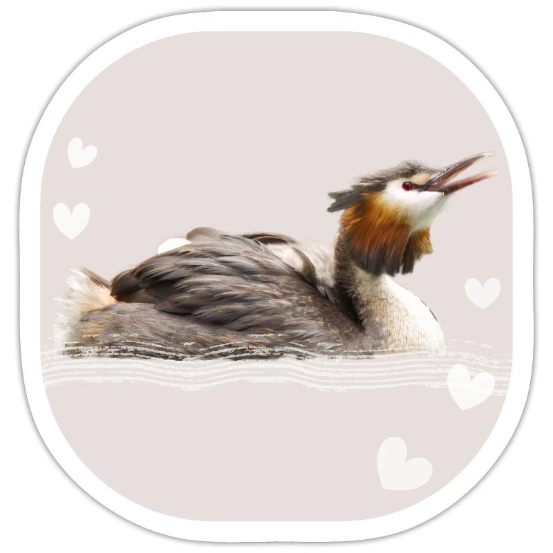 Great crested grebe