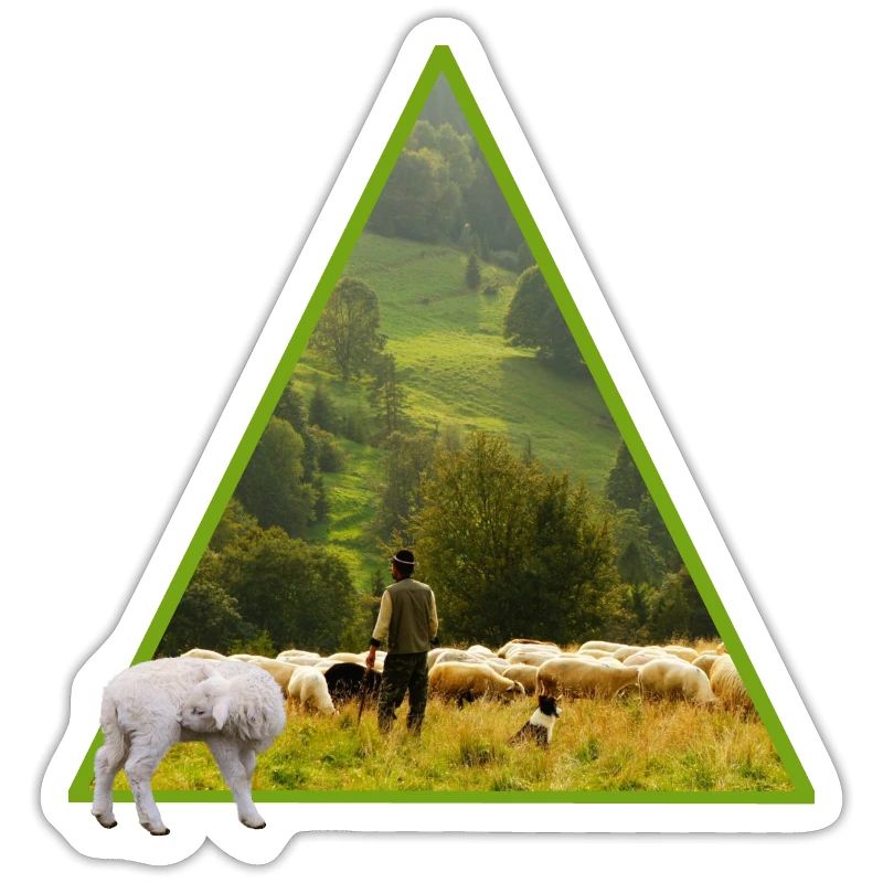 sheep with shepherd