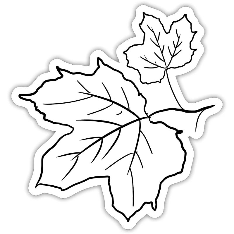 Maple Leaf / Maple Leaves, Decorative Drawing.