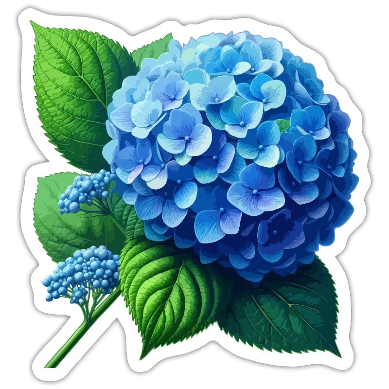 Hydrangea blue