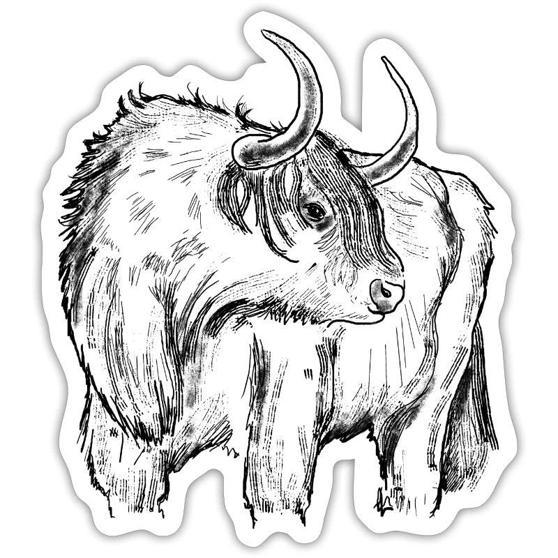 Highland beef drawing