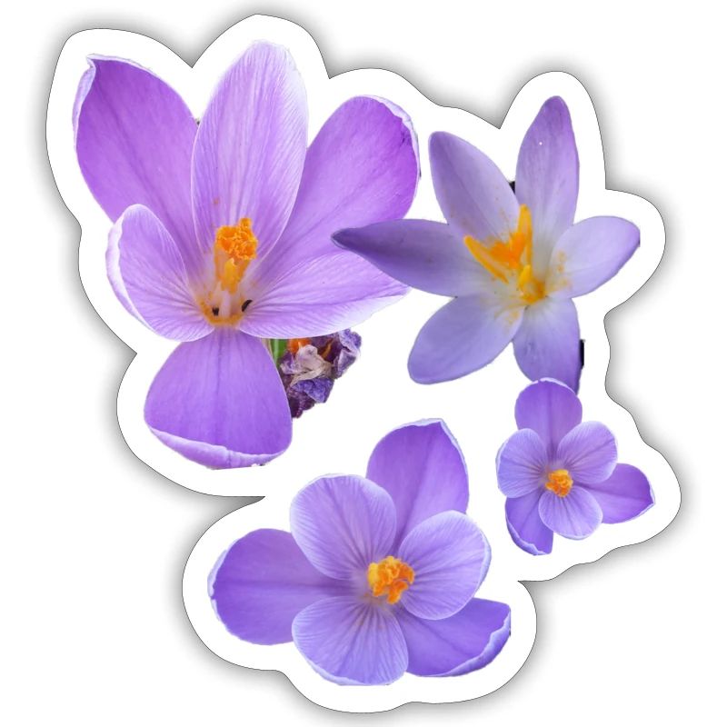 crocus, crocus, fleurs, violet, fleur