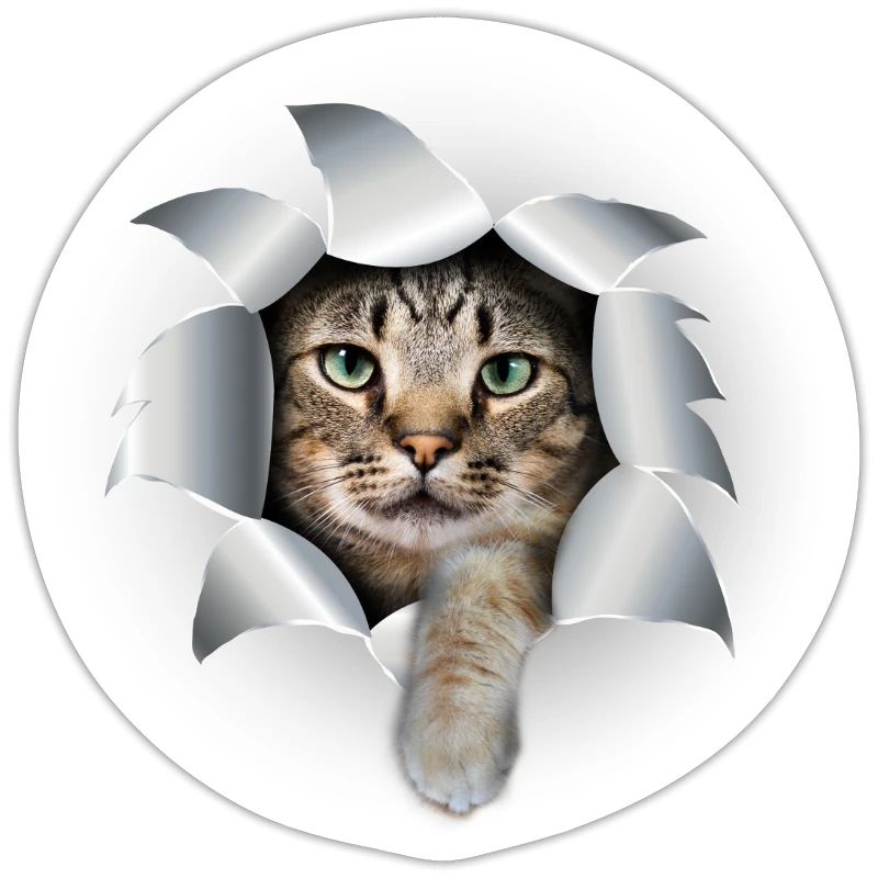 Mignon chatte patte déchirée mignon chat