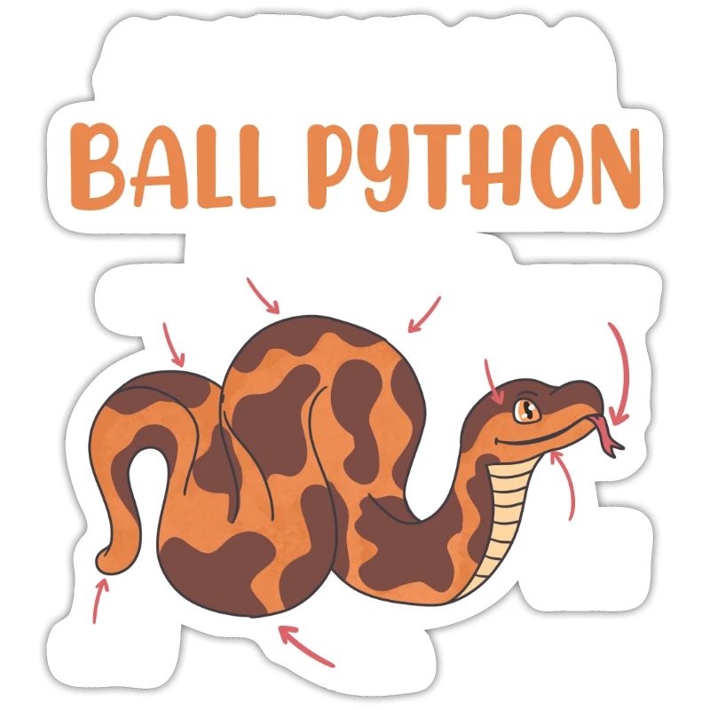 Snake Anotomy of a King Python Ball Python