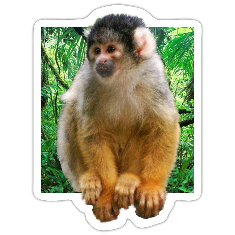 Skull monkey squirrel monkey