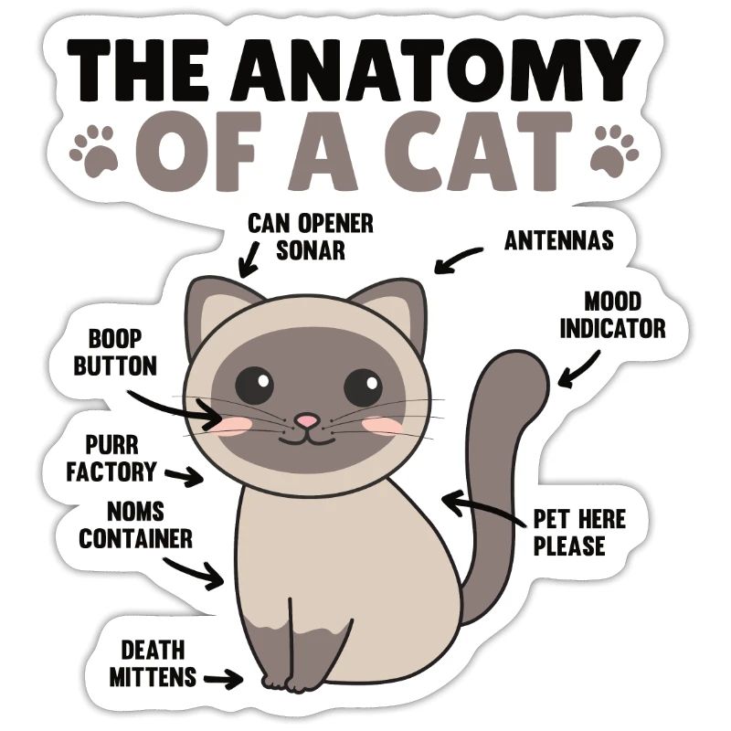 l’anatomie d’un chat explication d’un chat