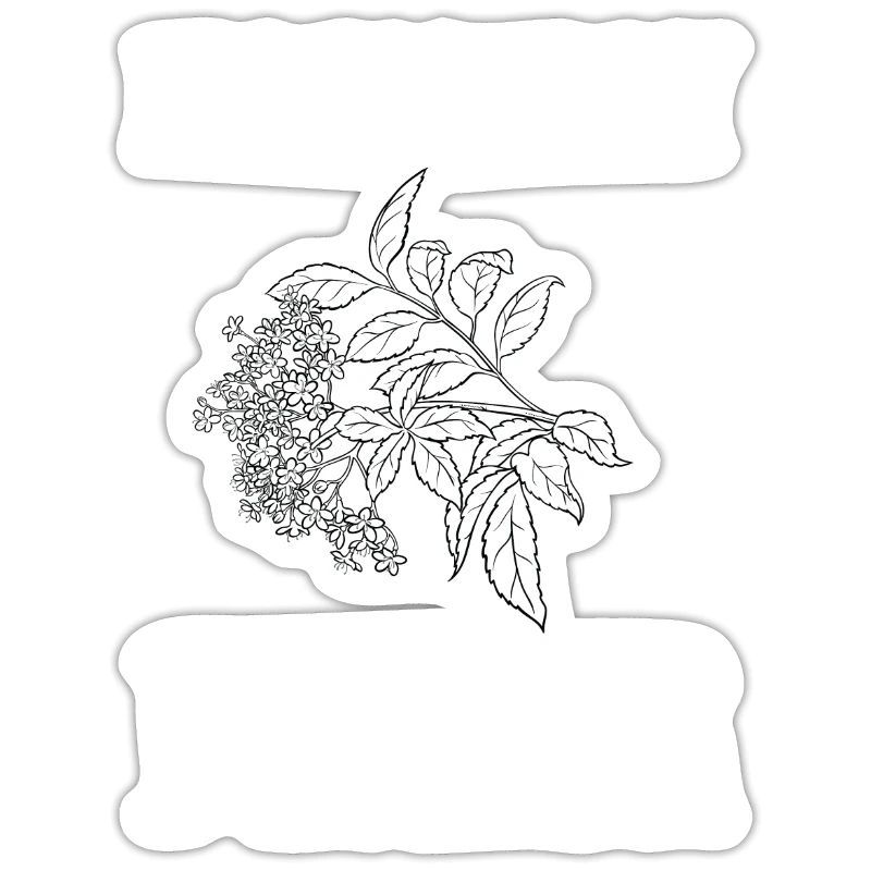 Elderberry Syrup Drink Flu Sambucus Homeopath