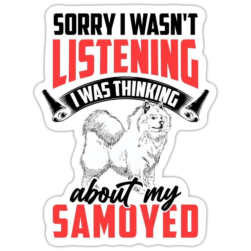 Samoyed was distracted Samoyed spitz