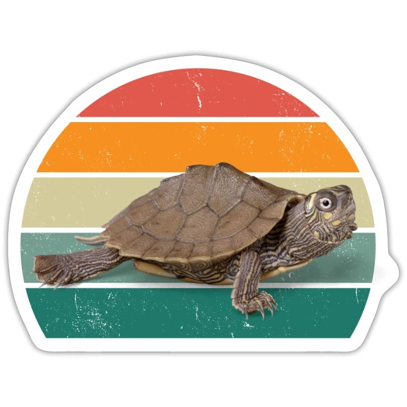 Turtles Turtle Shell Lizard Reptiles