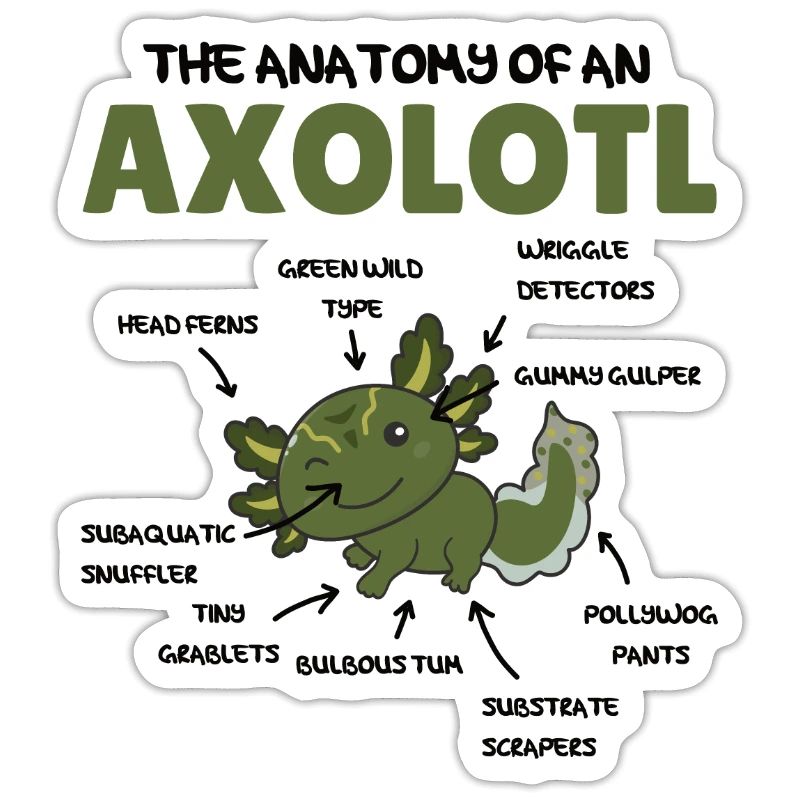 Axolotl Explication Anatomie d’un Axolotl
