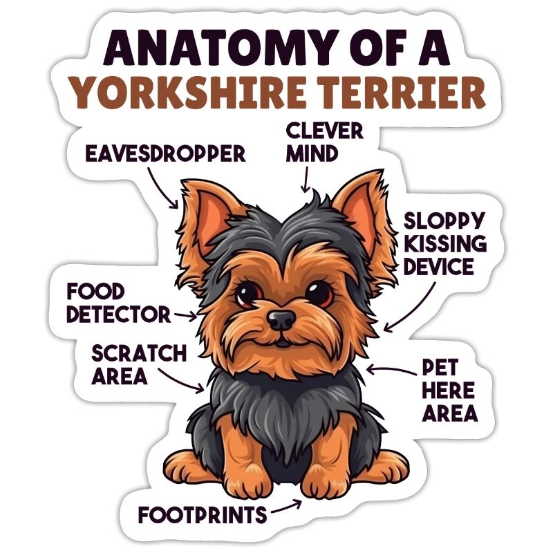 Explication du chien Anatomie d’un Yorkshire Terrier