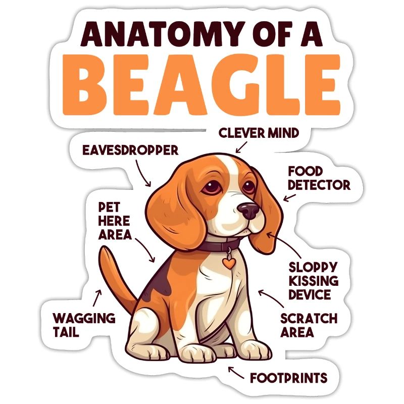 Explication du chien Anatomie d’un beagle