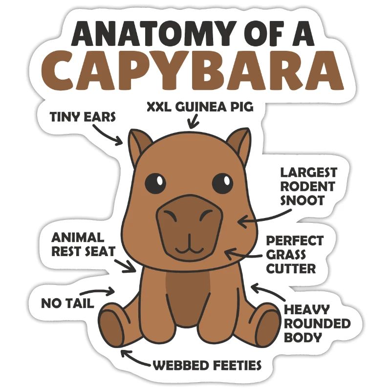 Explication du capybara doux Anatomie d’un capybara