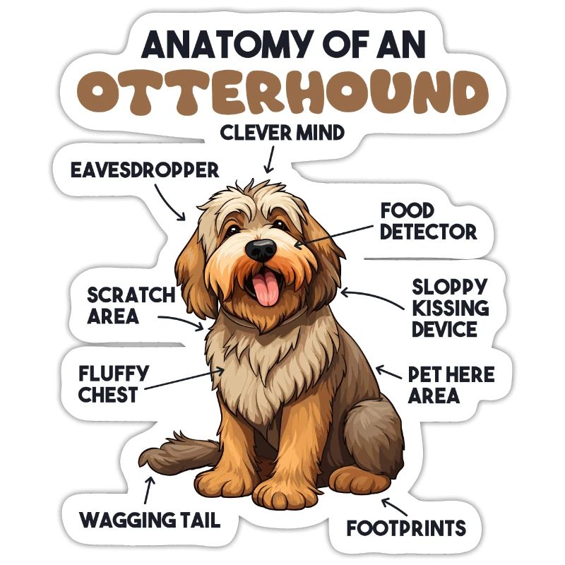 Explication du chien Anatomie d’un lévrier