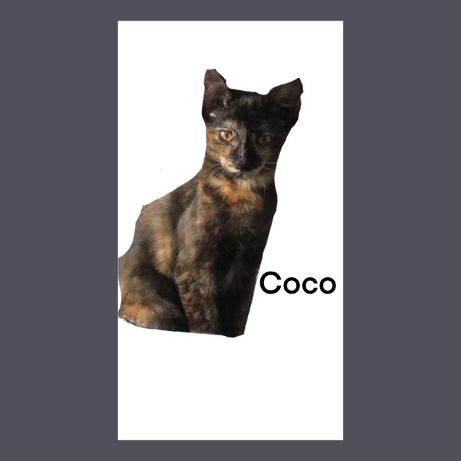 Coco the Kitten