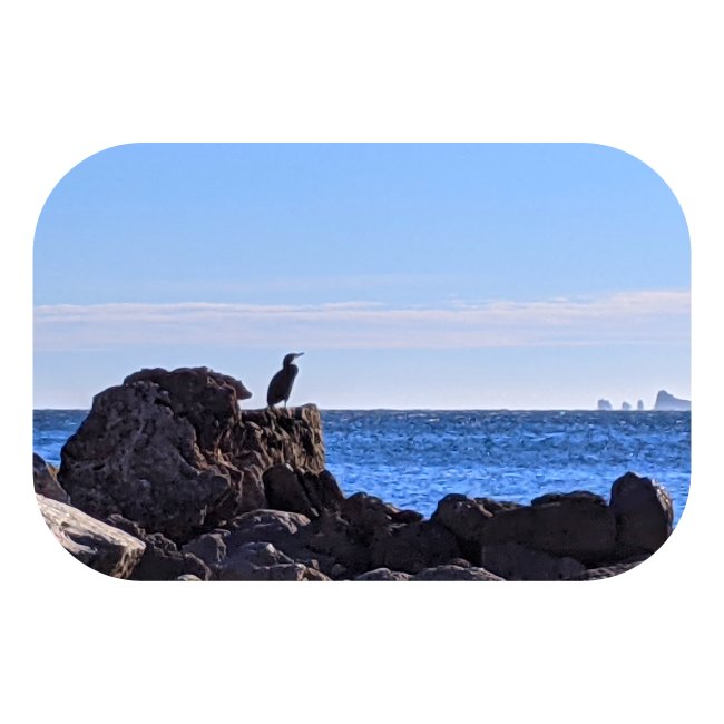 La méditation du cormoran