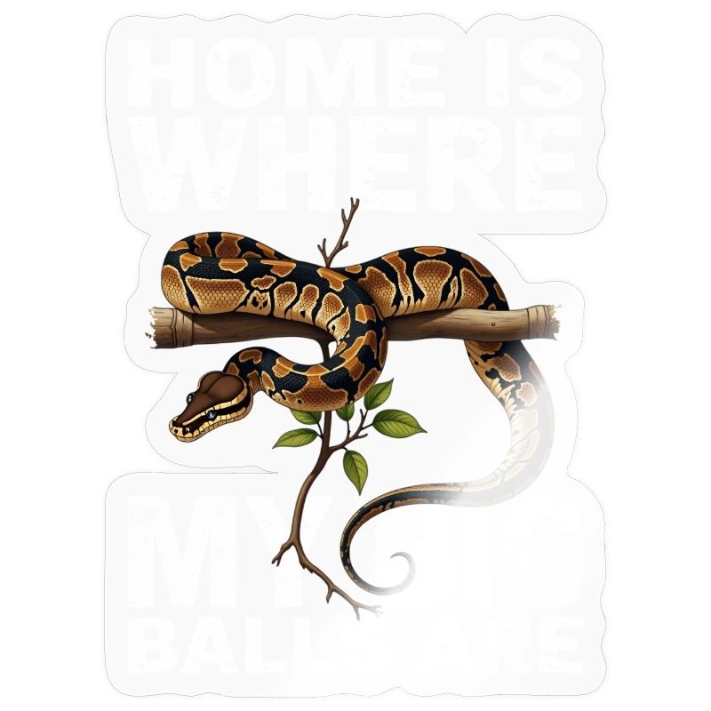 Königspython Schlangen Liebhaber Terrarium Python