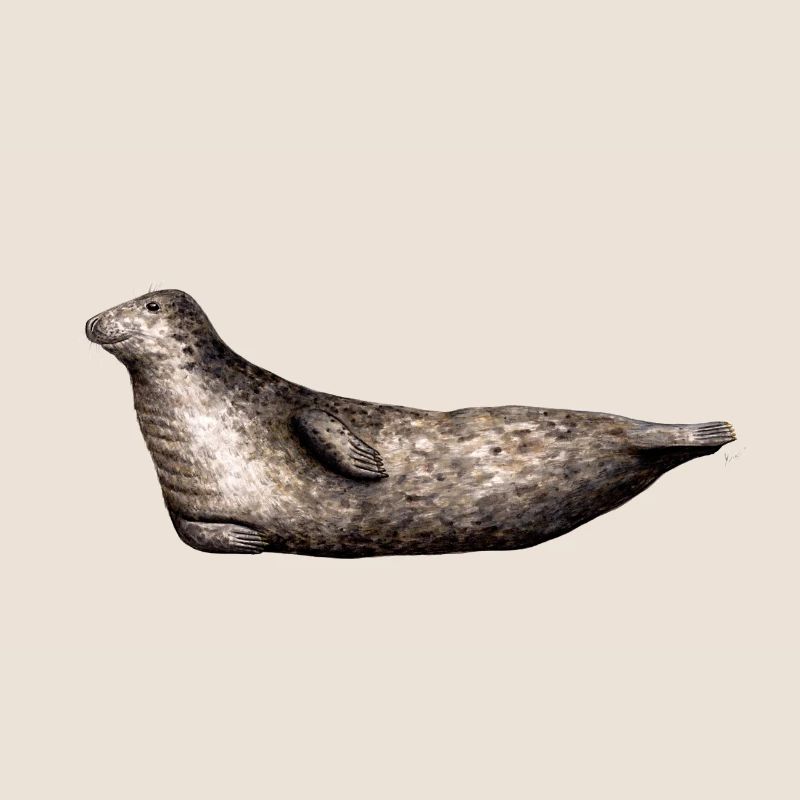 Phoque gris - phoque gris - gris Phoque