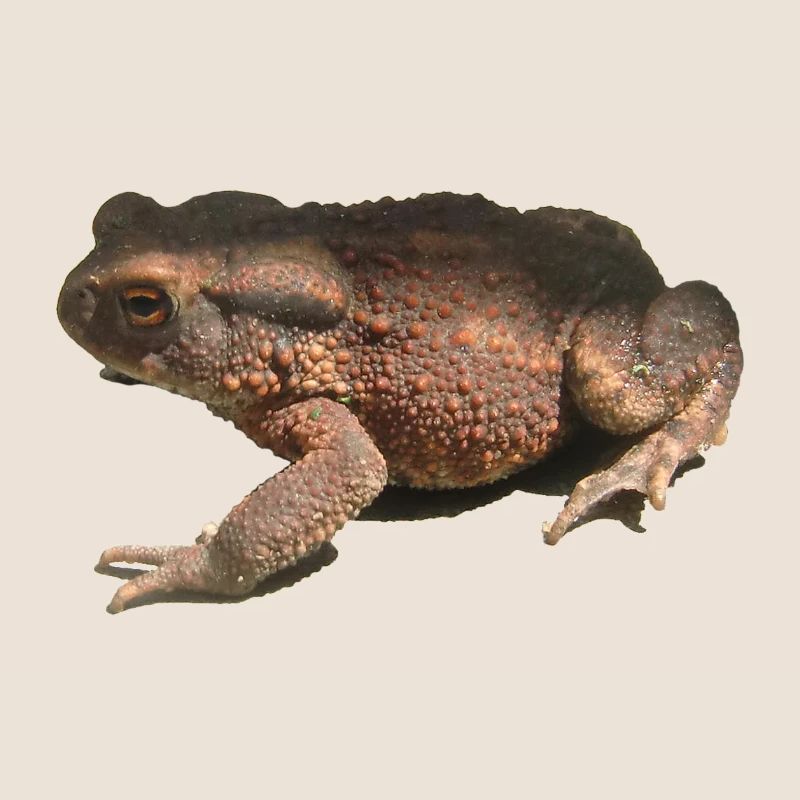 toad