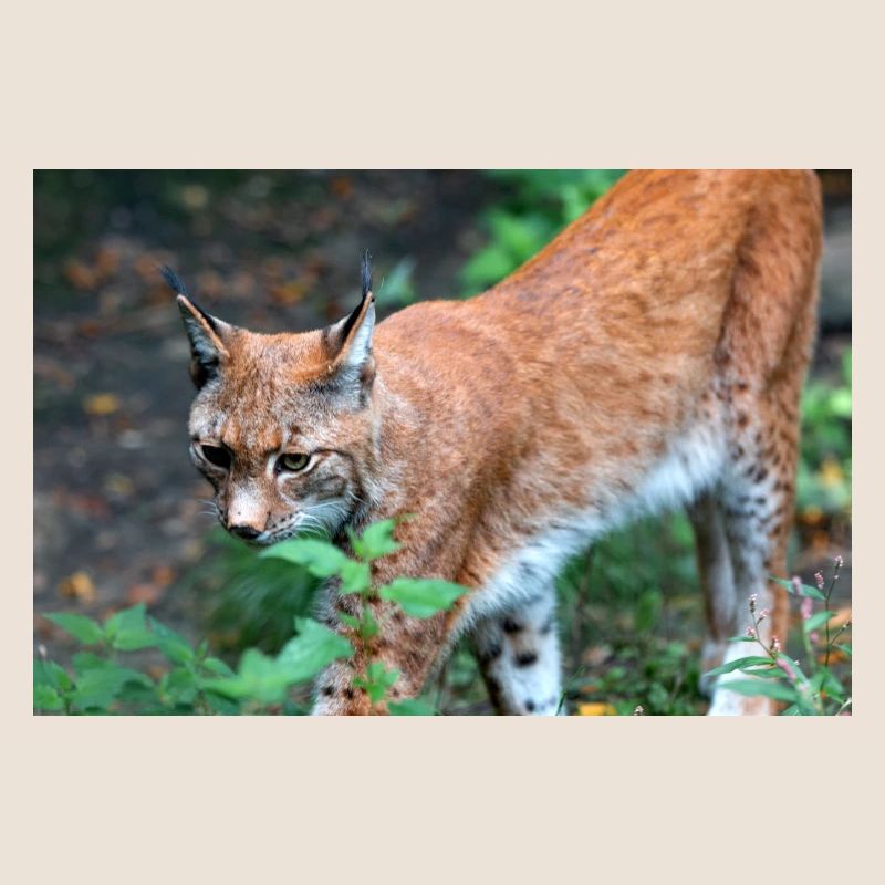 Eurasischer Luchs oder Nördlicher Luchs
