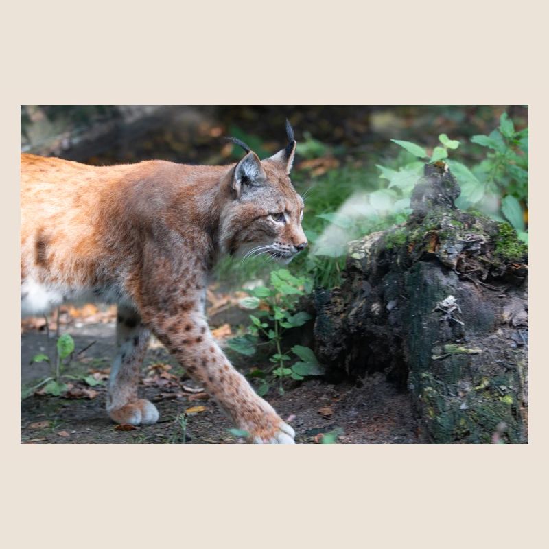 Eurasischer Luchs oder Nördlicher Luchs