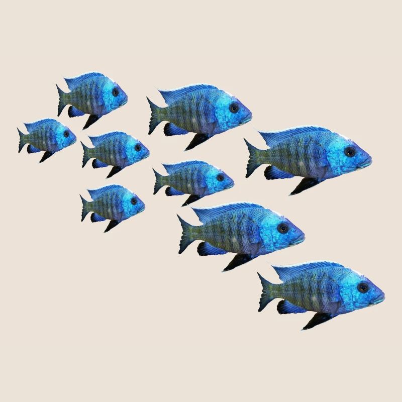 grouper perch fish