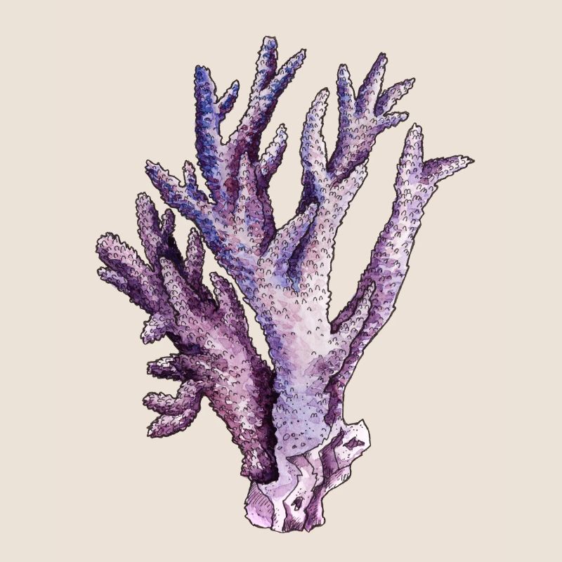 corail