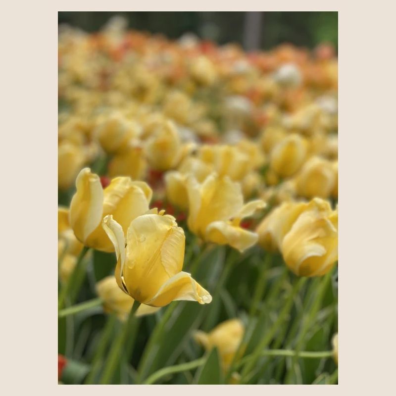 Tulip Sea yellow