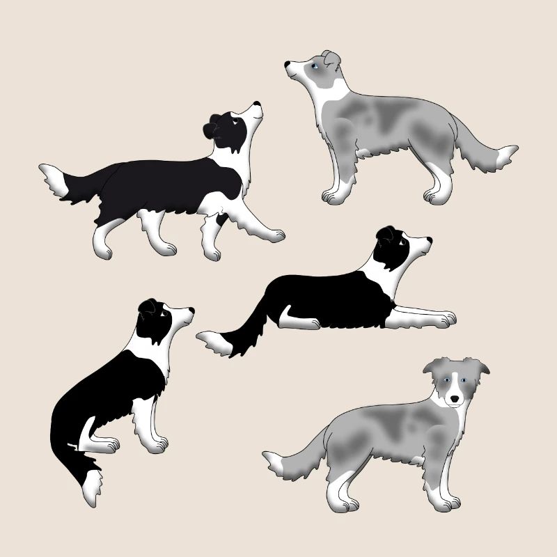 Border Collie selection