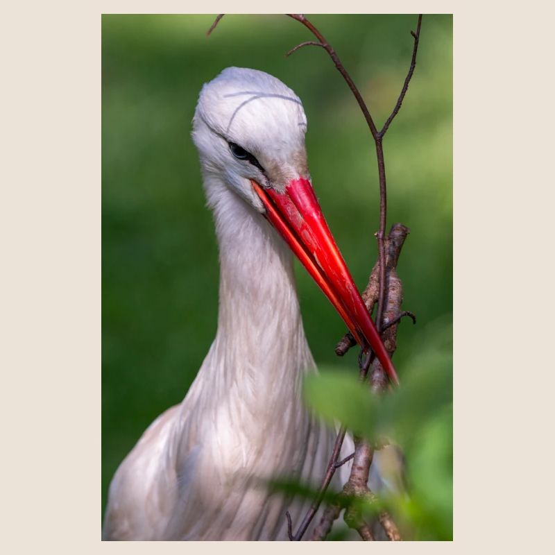 Weißstorch oder Klapperstorch