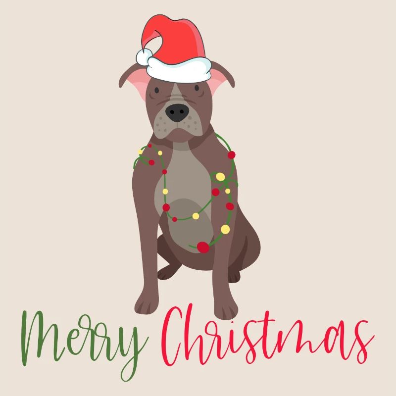Bouledogue américain, Bully, Noël, Noël