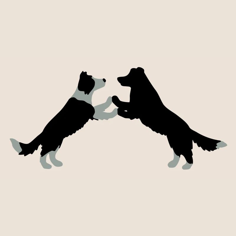 dog dancing Border Collies