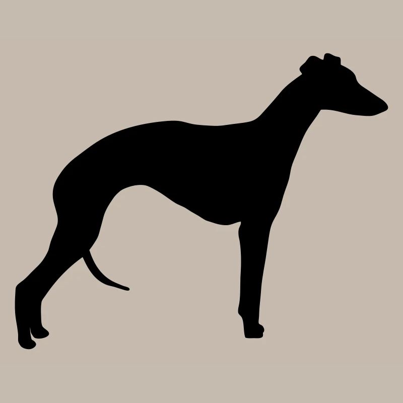 Whippet