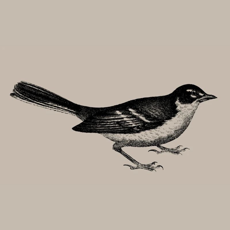 Vogel